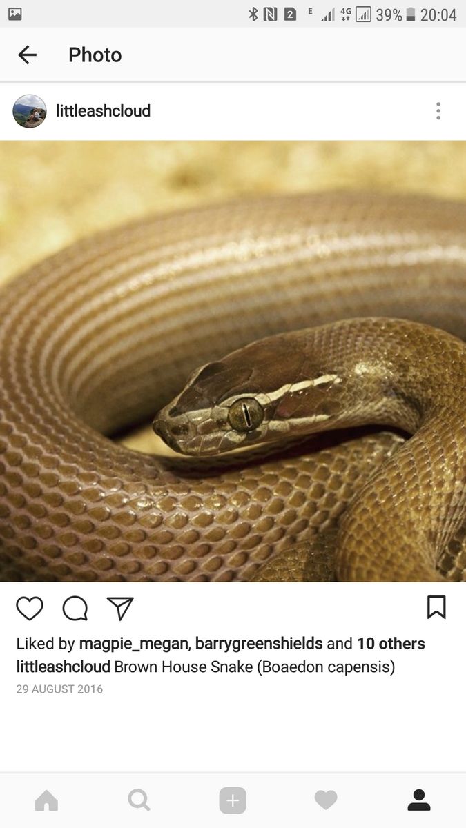 Brown House Snake