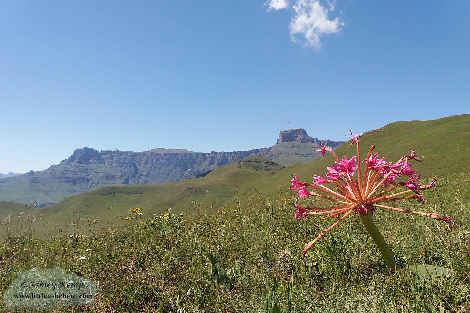 Pink flower with mountain range in the background