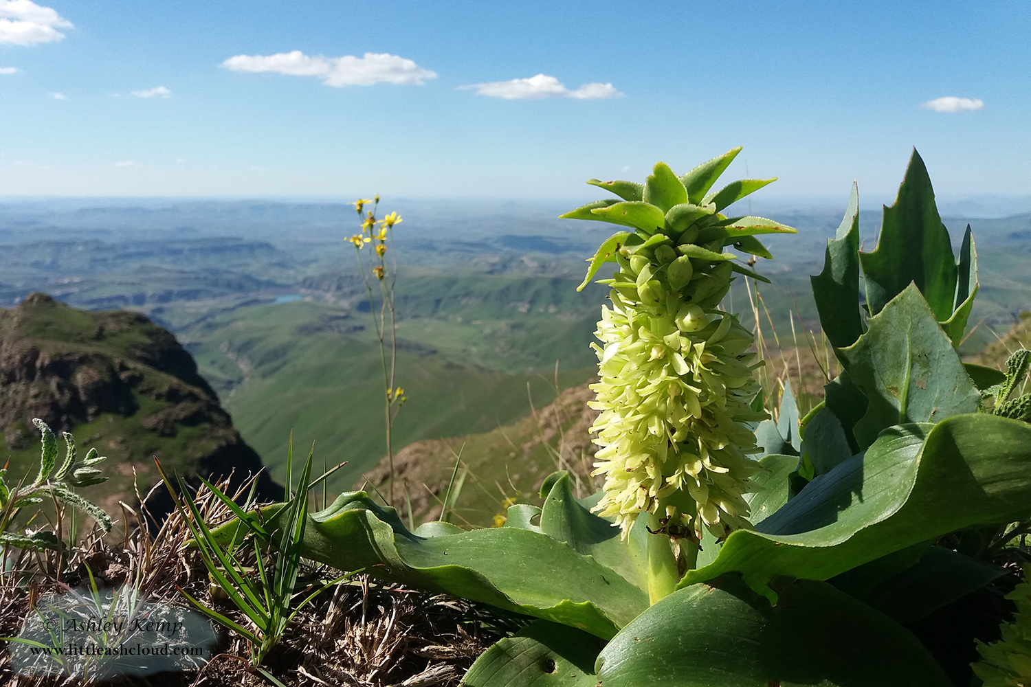 Green Eucomis Flower
