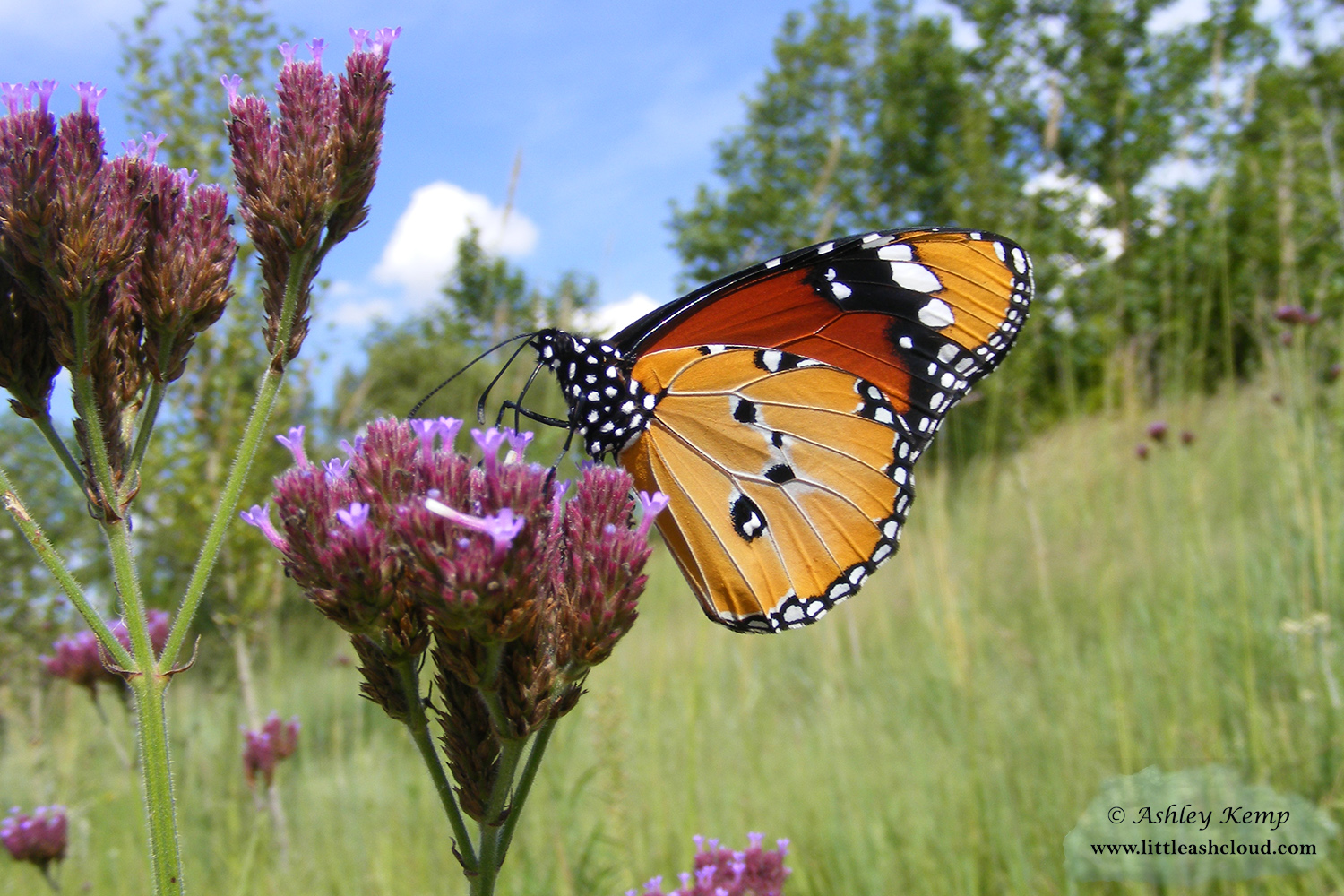 African Monarch butterfly