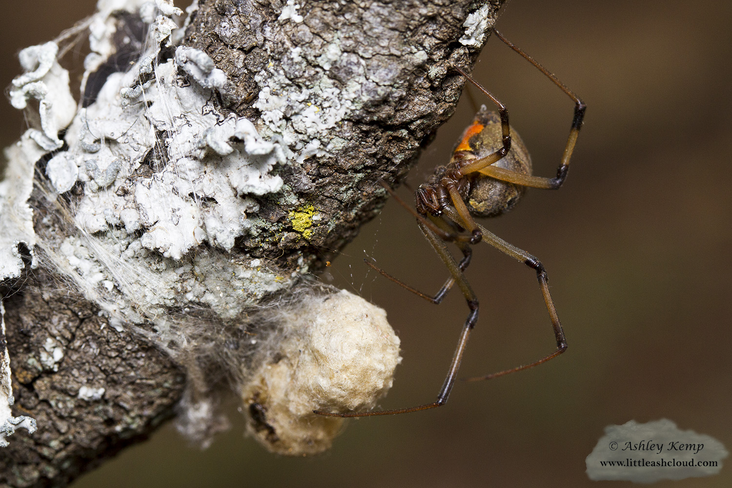 Brown Button spider