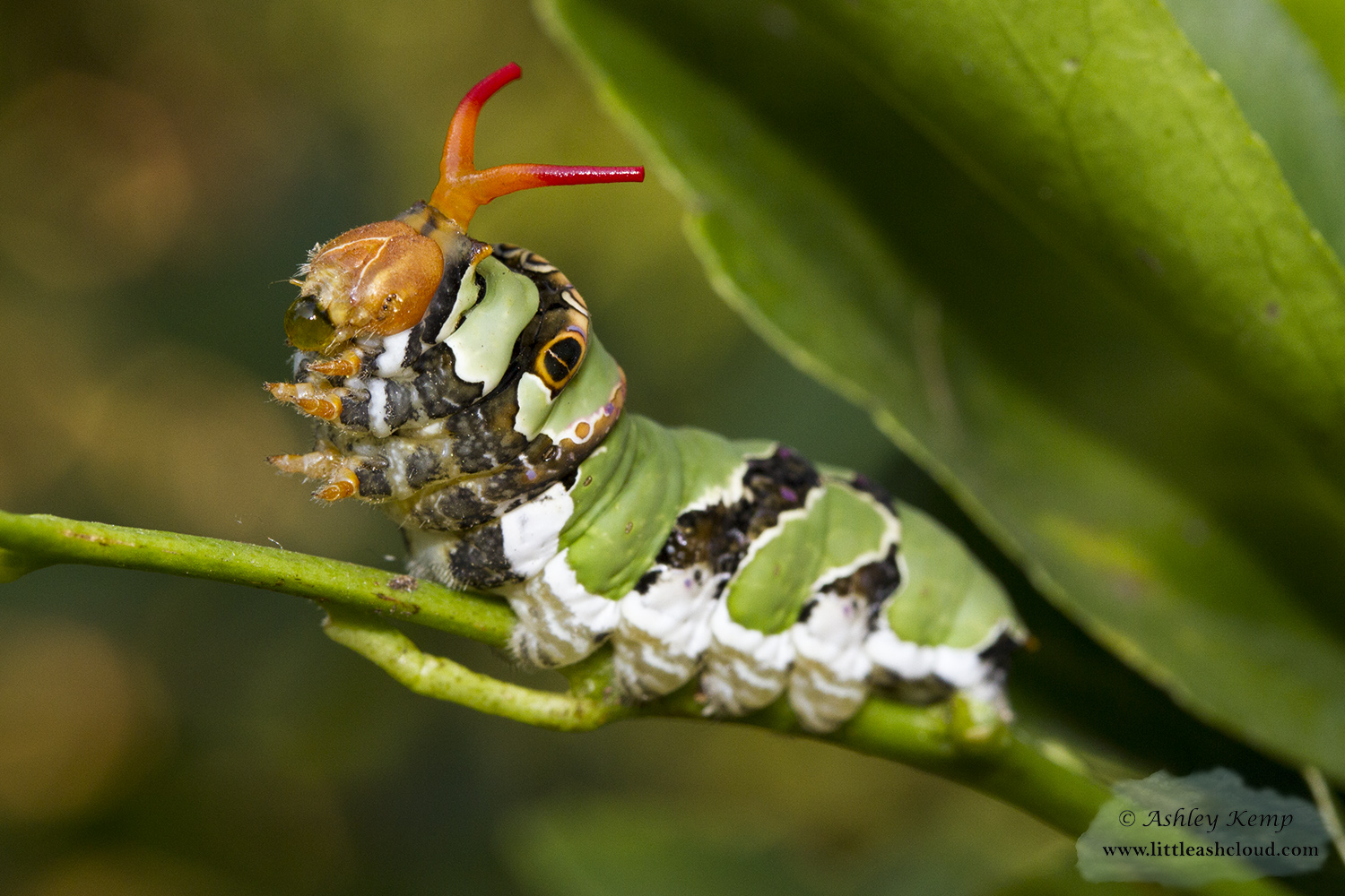 Citrus Swallowtail Caterpillar