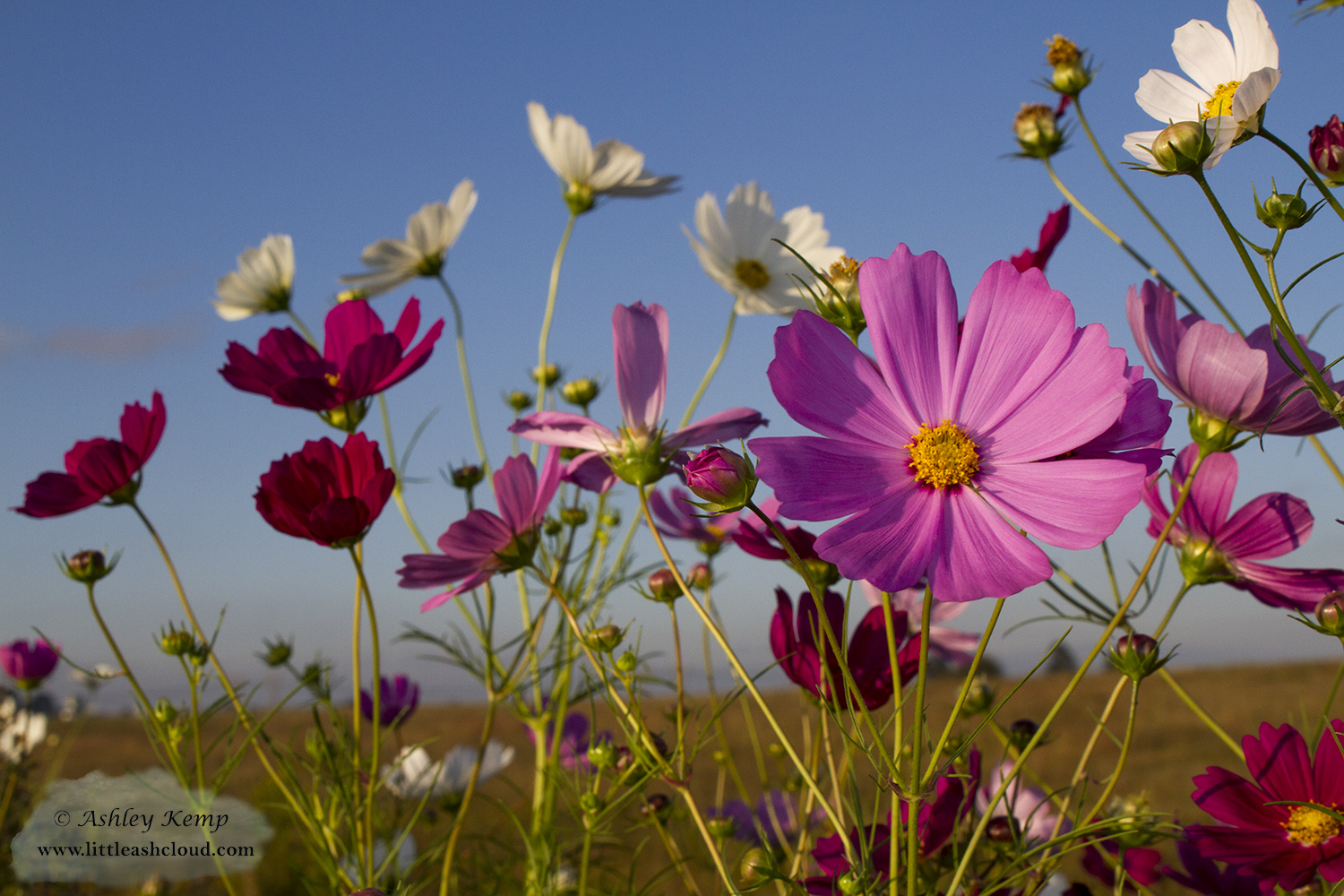 Comos flower