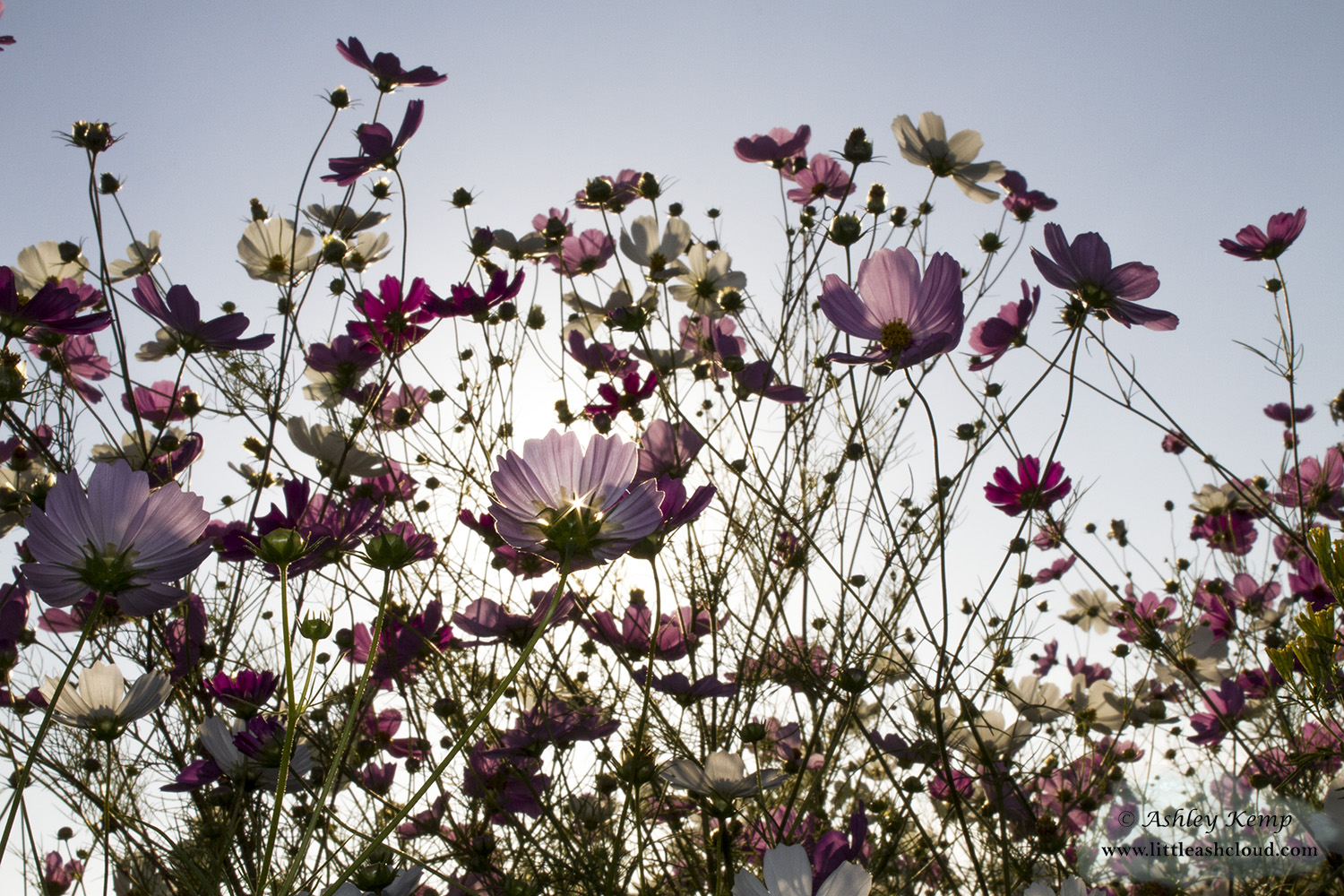 Cosmos Flowers