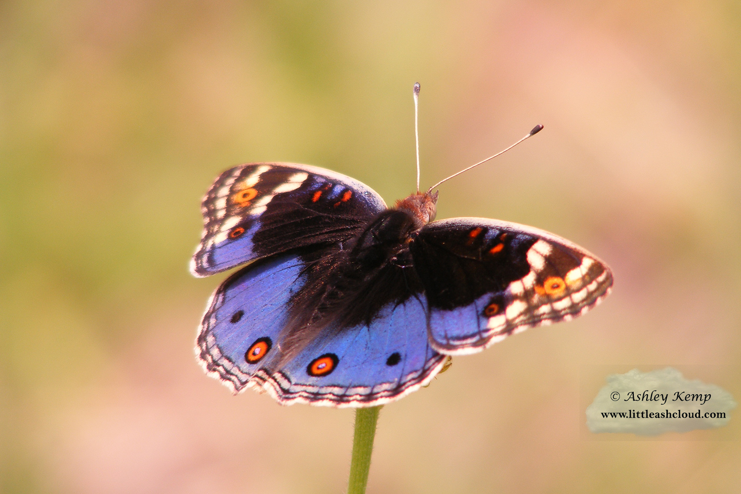 Eyed Pansy butterfly