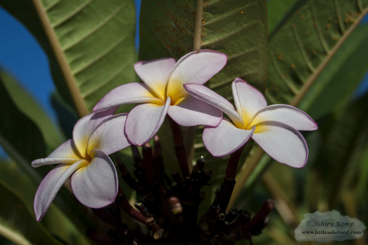 Frangipani flower
