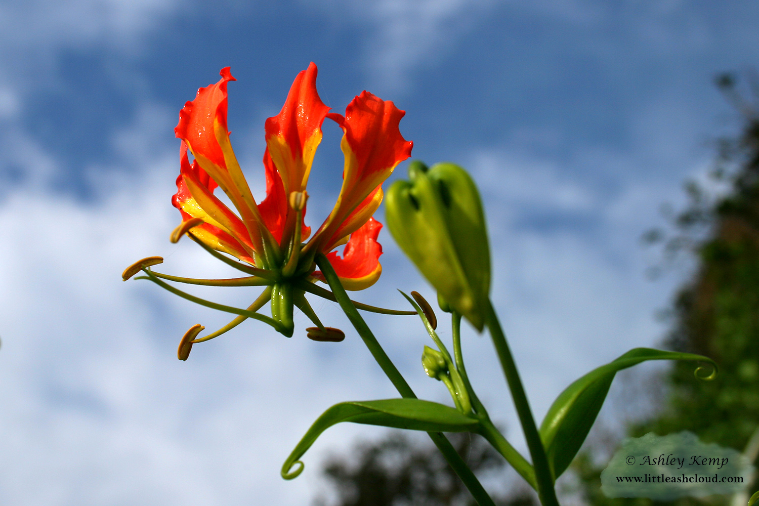 Flame lilly flower