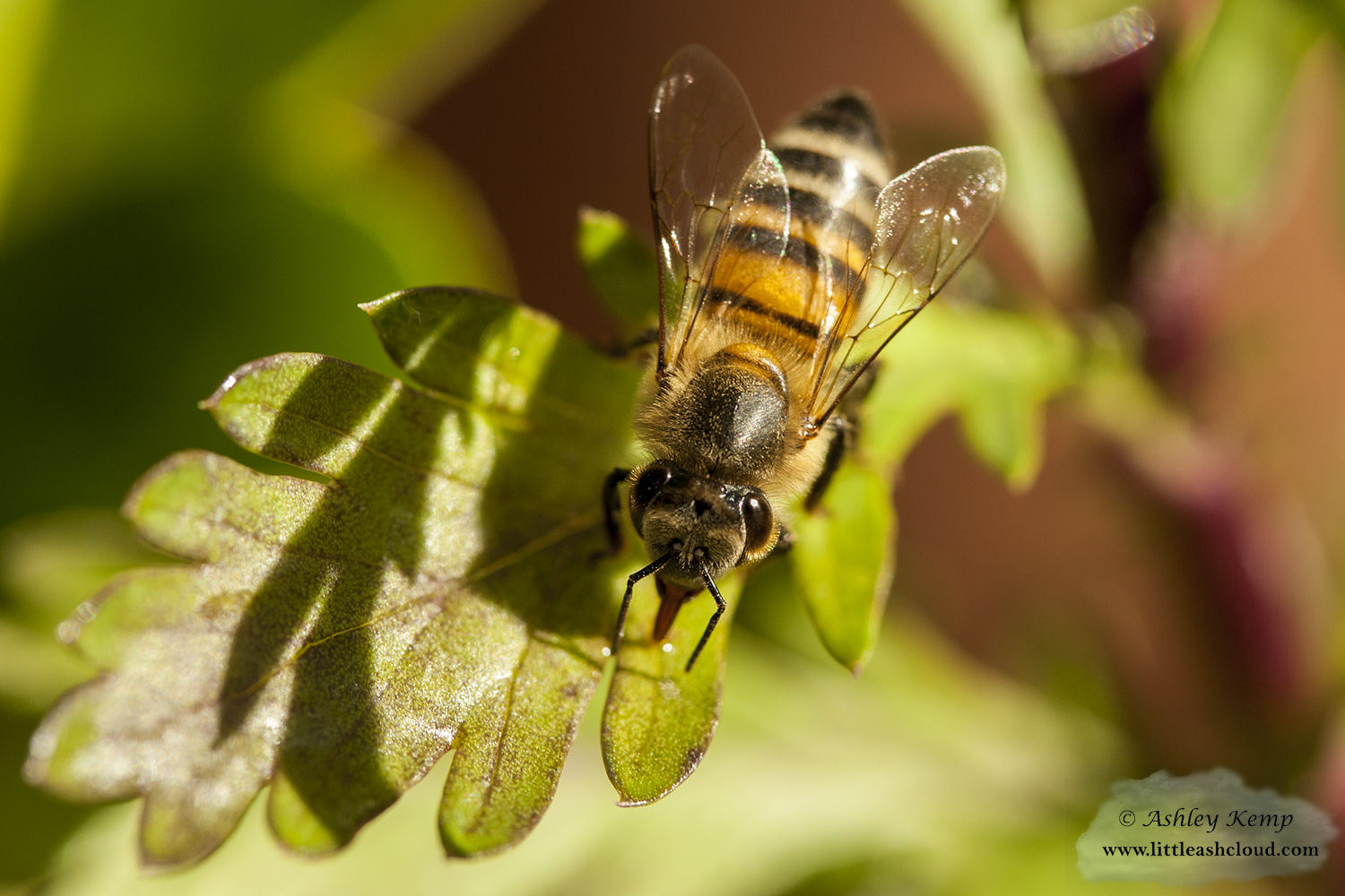 Honey Bee on leaf