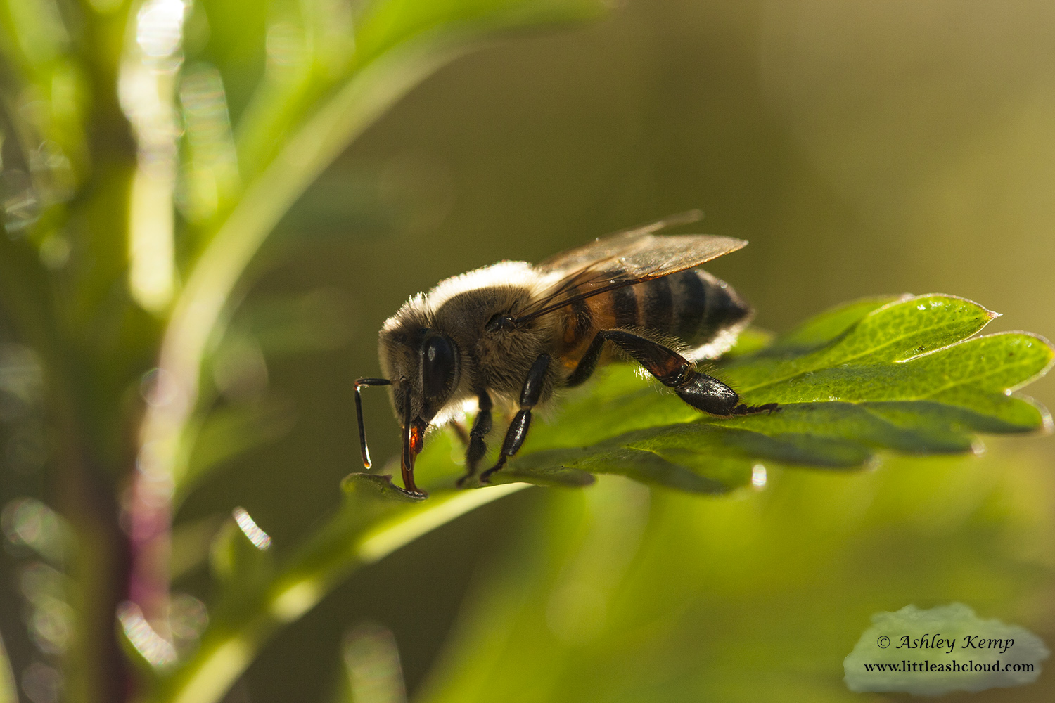 Honey Bee on leaf