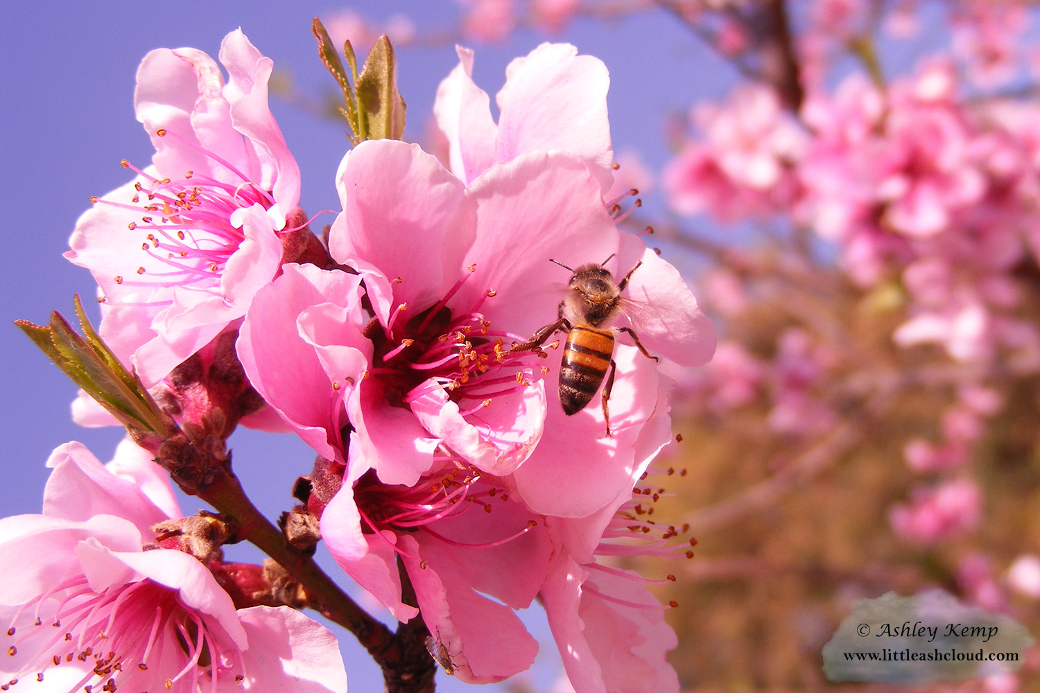 Honey Bee on peach blossoms