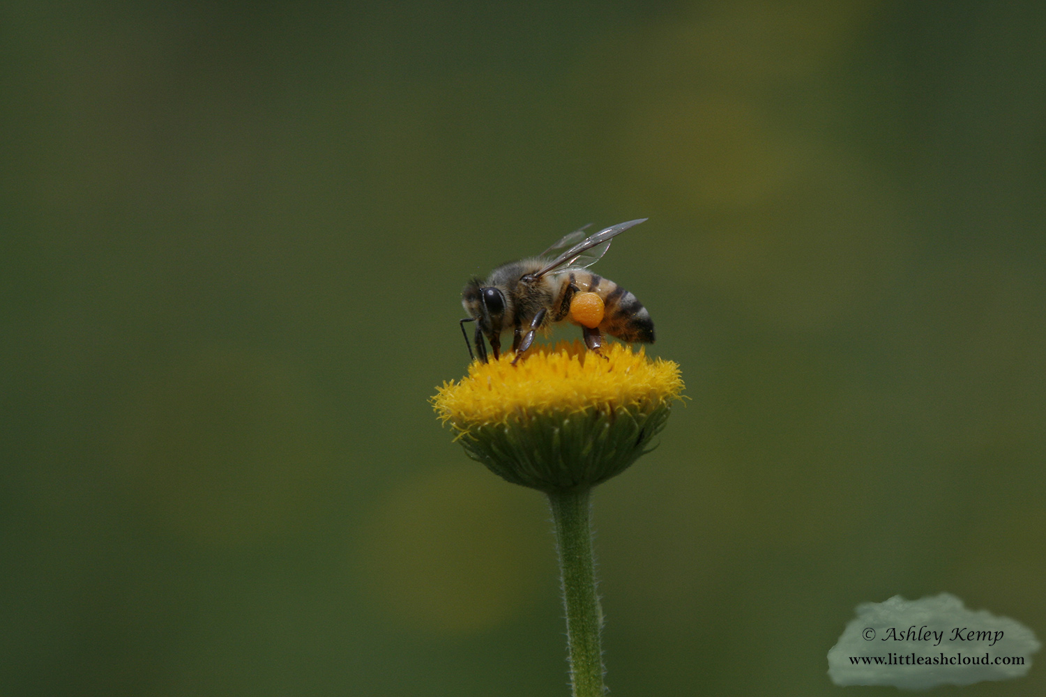 Honey Bee on yellow flower