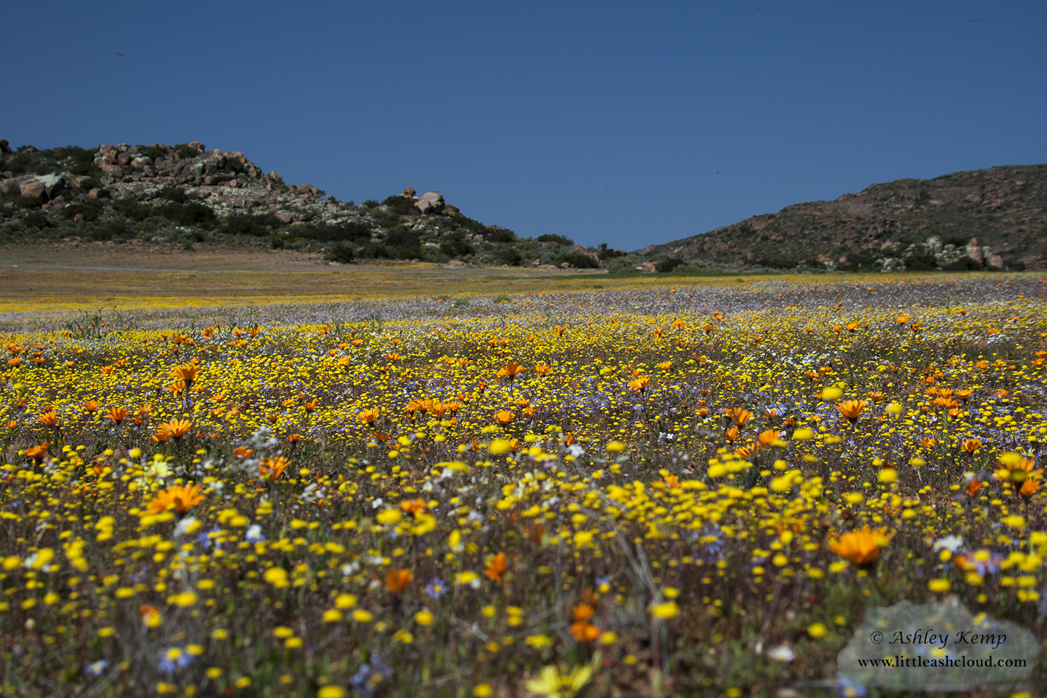 Namaqualand Flowers