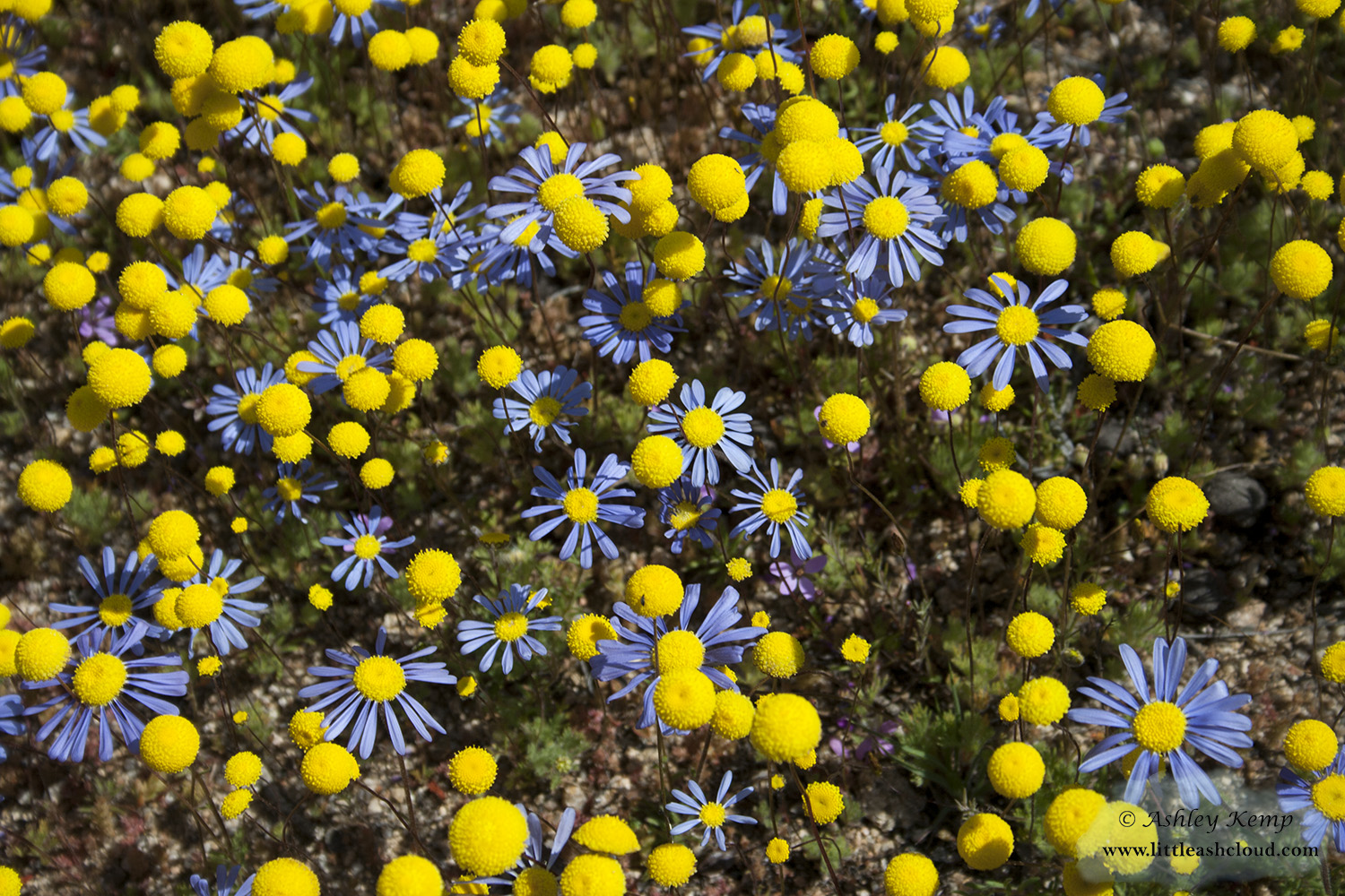 Blue and yellow flowers
