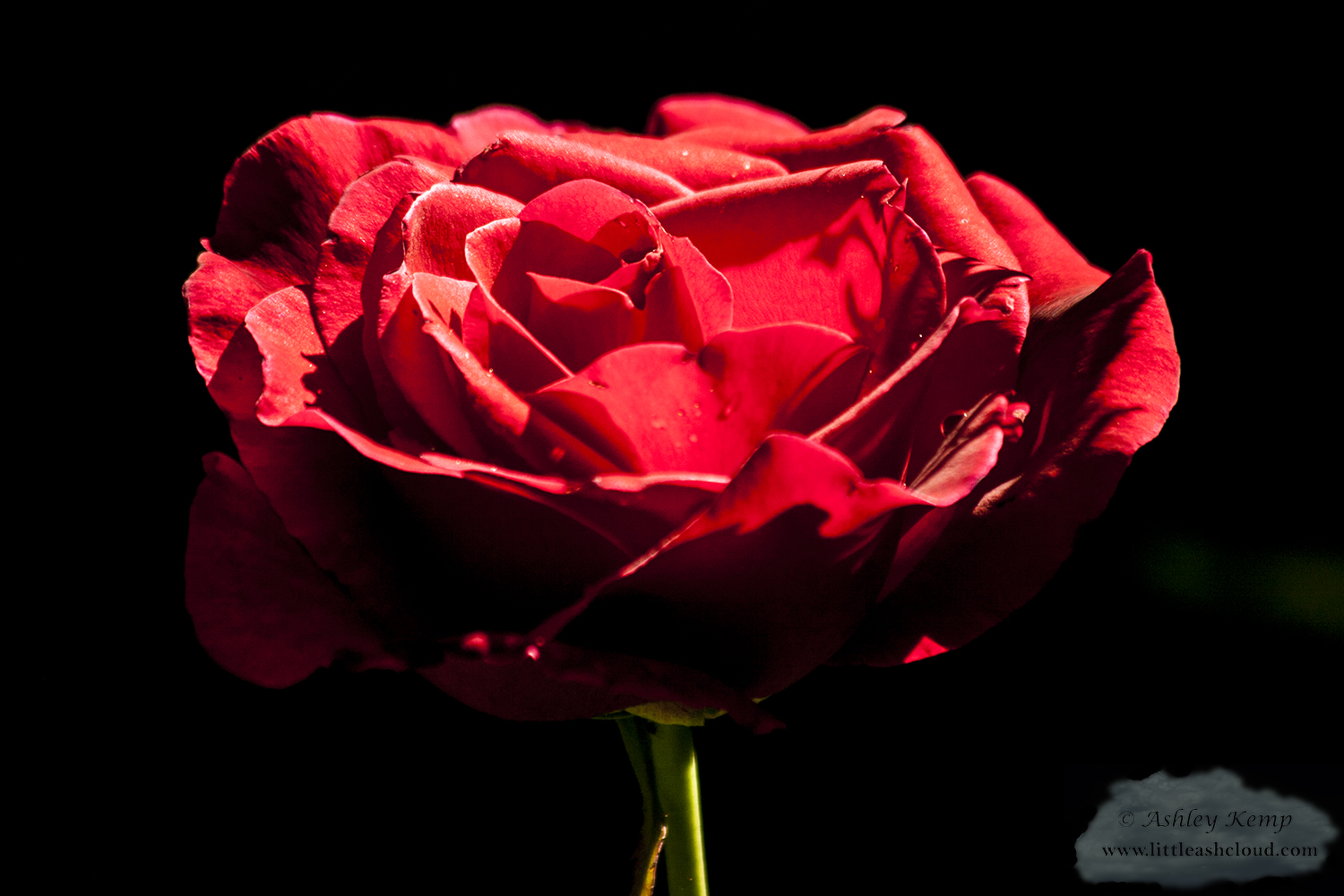 Red Rose