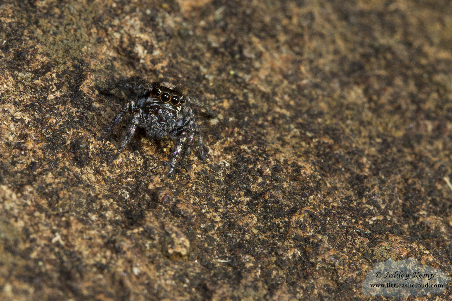 Jumping Spider