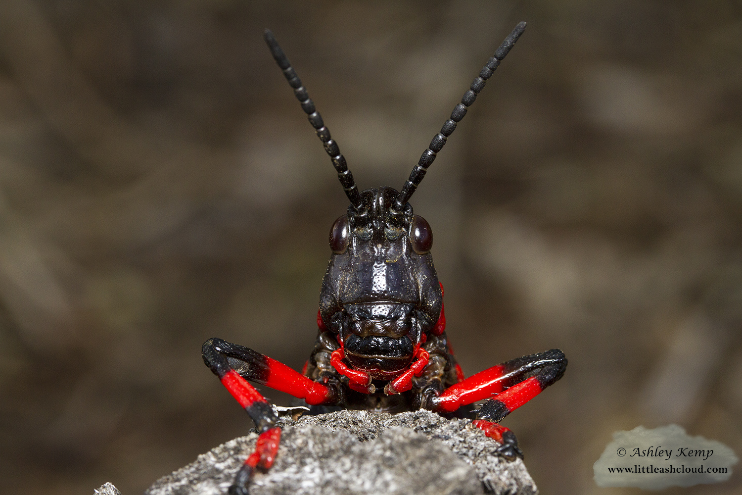Koppie Foam Grasshopper