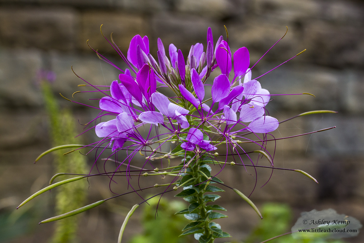Purple Flower