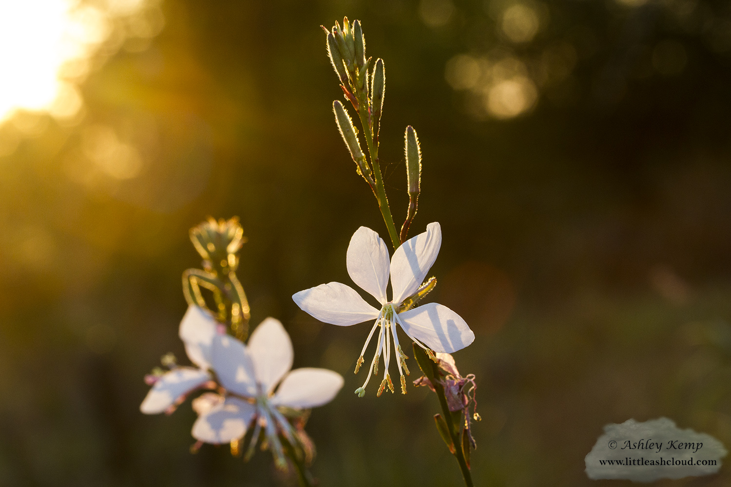 White Gaura flower silhouette