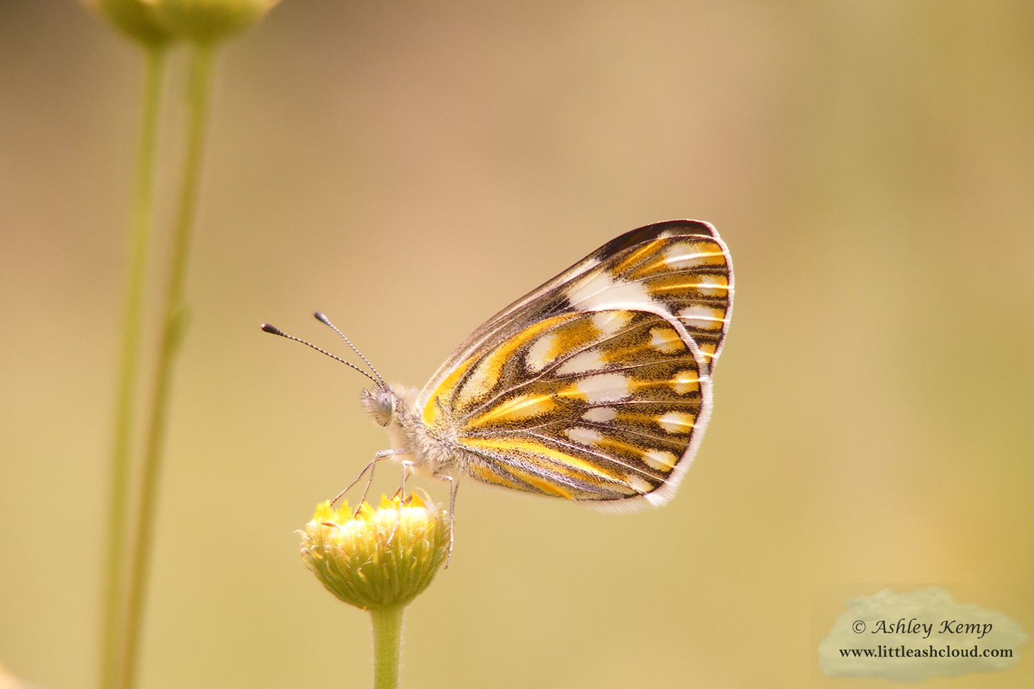 Meadow White Butterfly