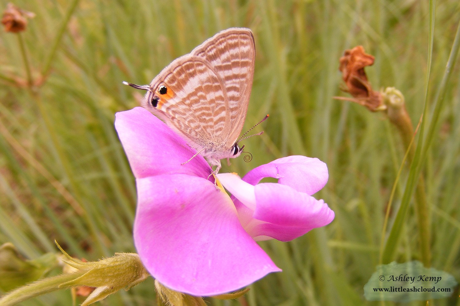 Pea Blue butterfly on pink flower