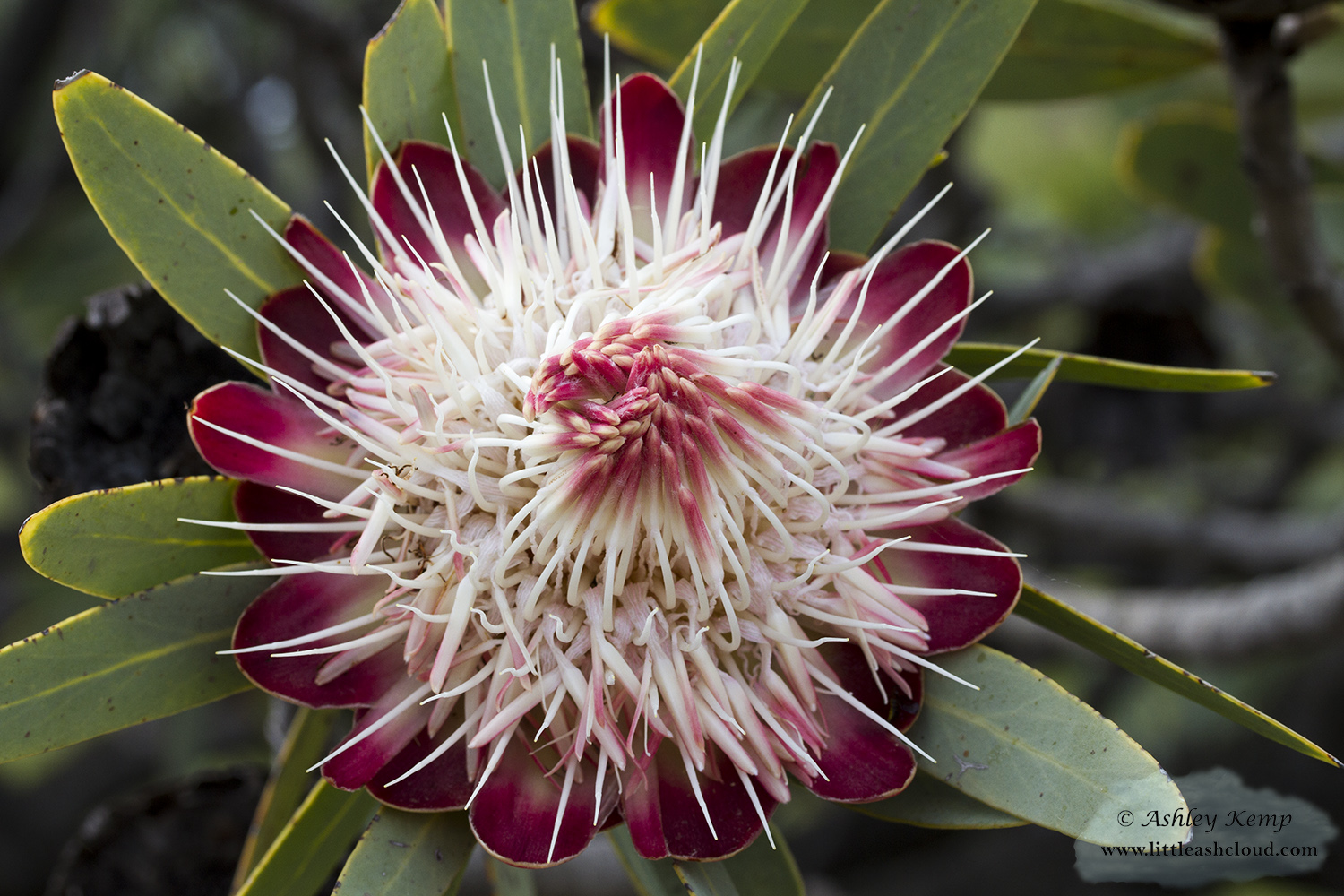Protea Caffra flower