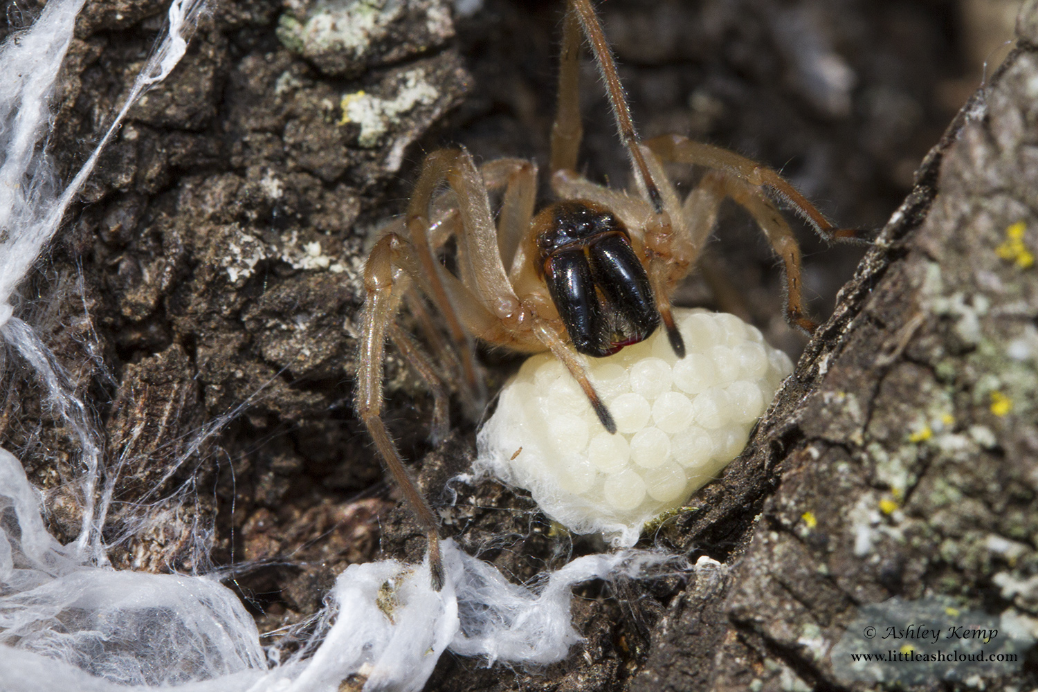 Sac Spider