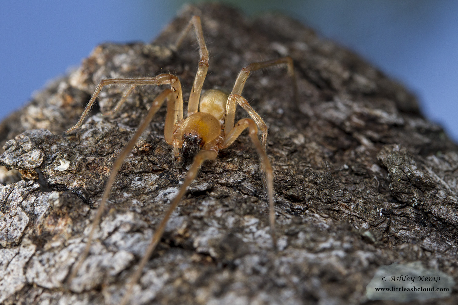 Sac Spider