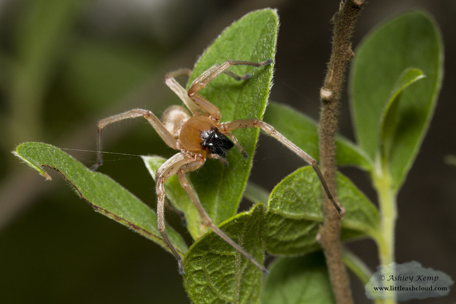 Sac Spider