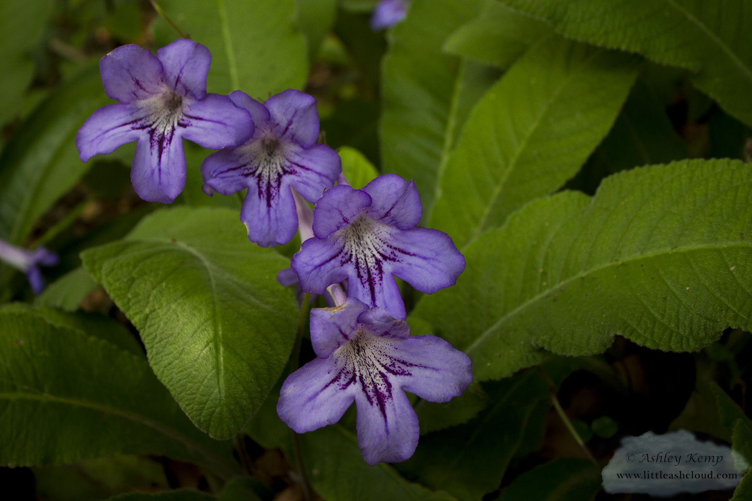 Purple Streptocarpus Flower