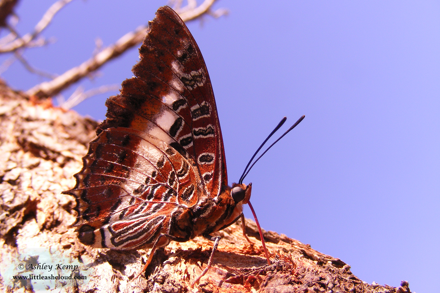 White Barred charaxes butterfly