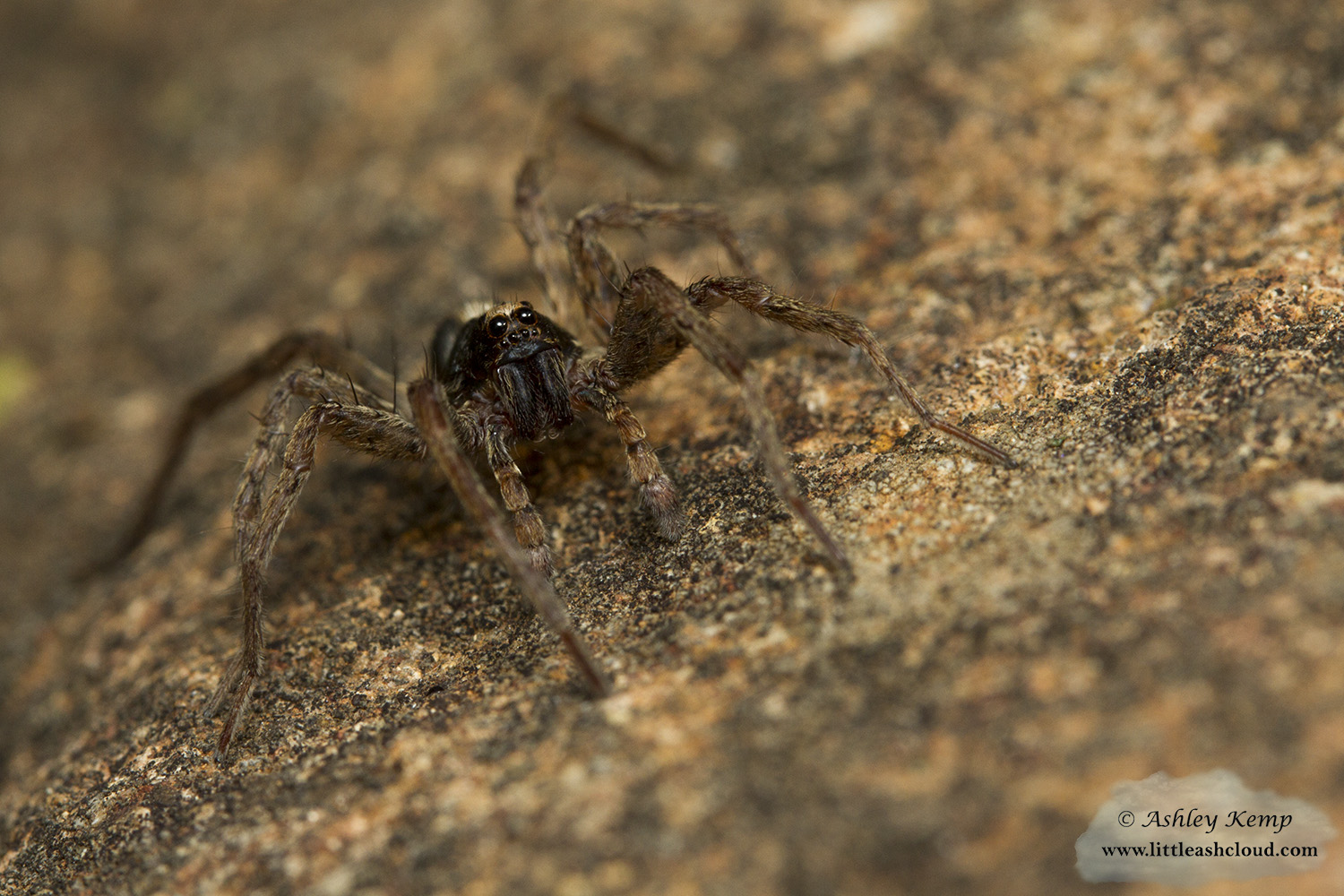 Wolf Spider