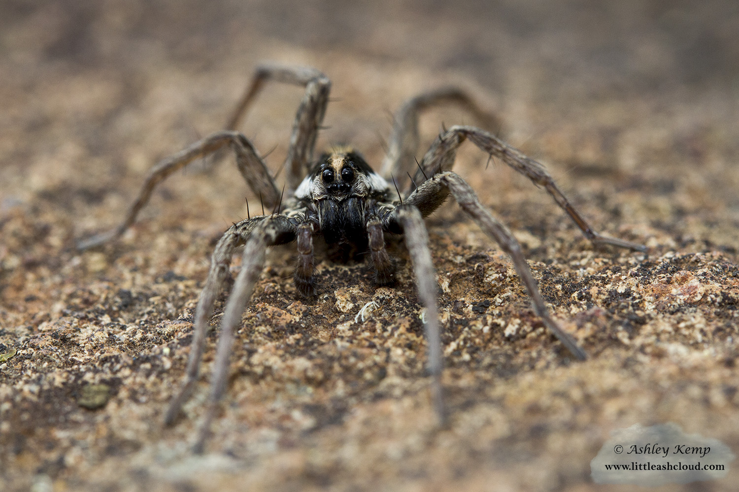 Wolf Spider
