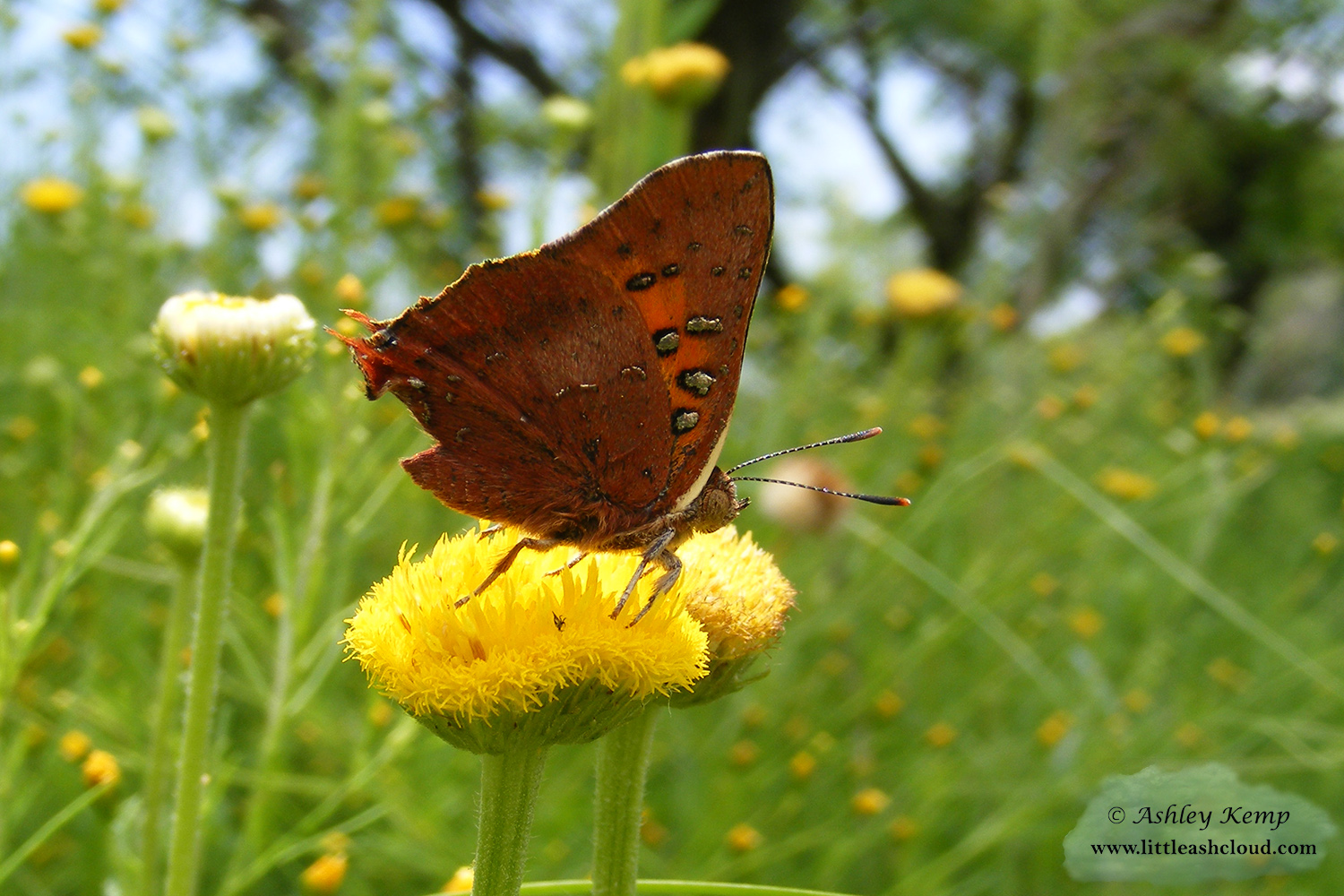 Eastern Scarlet butterfly on yellow flower