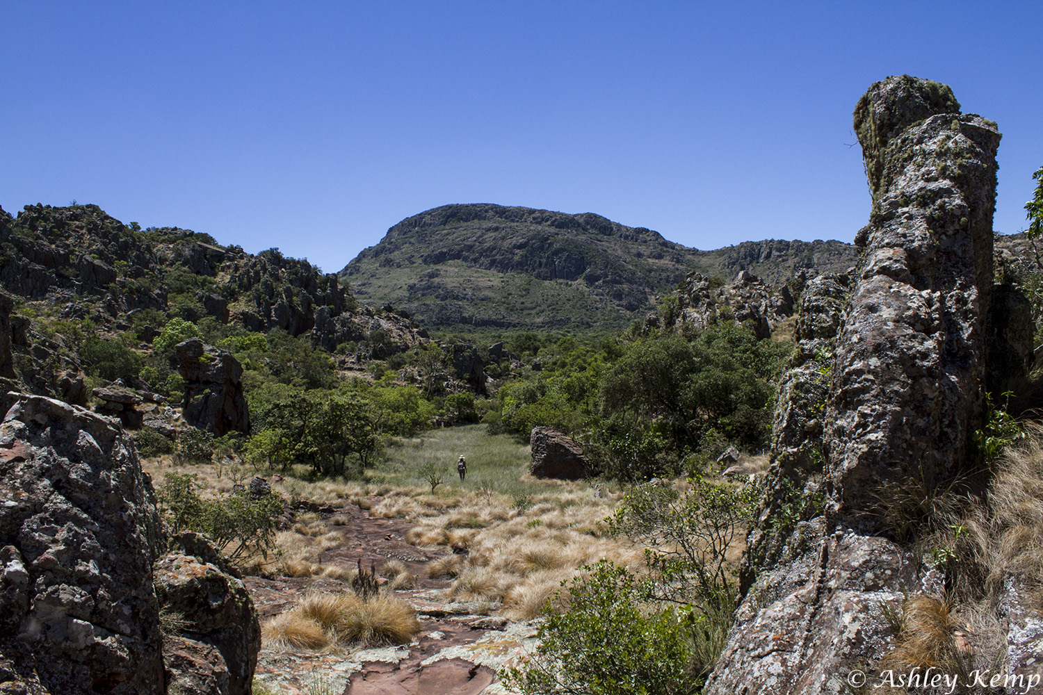 Mountain with field and bush in front